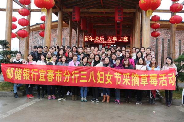 邮储银行宜春市分行采摘草莓喜迎三八妇女节